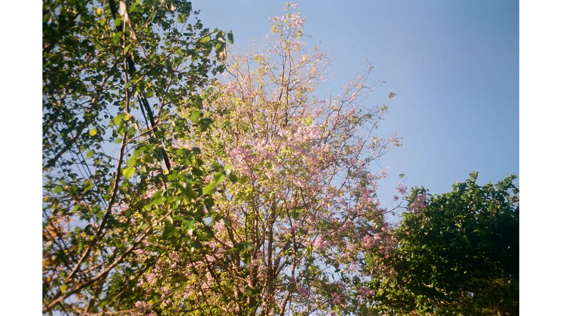 Roll 03 — Blooming flowers